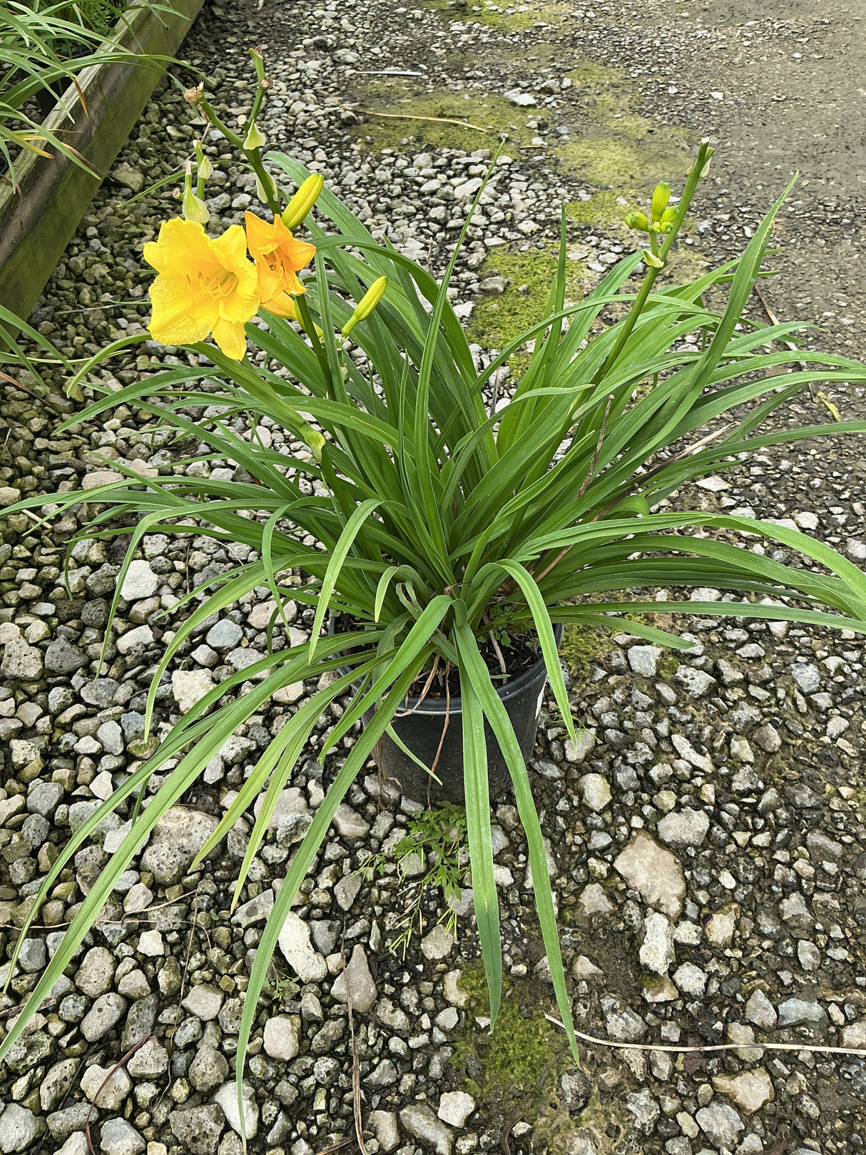 Happy Returns Daylily in a black nursery container with bright yellow blooms and long arching green foliage on gravel.