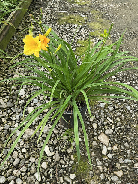 Happy Returns Daylily in a black nursery container with bright yellow blooms and long arching green foliage on gravel.