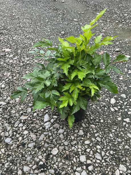 Rheinland Astilbe plant in a black nursery container showing lush, deeply lobed green foliage on a gravel surface.