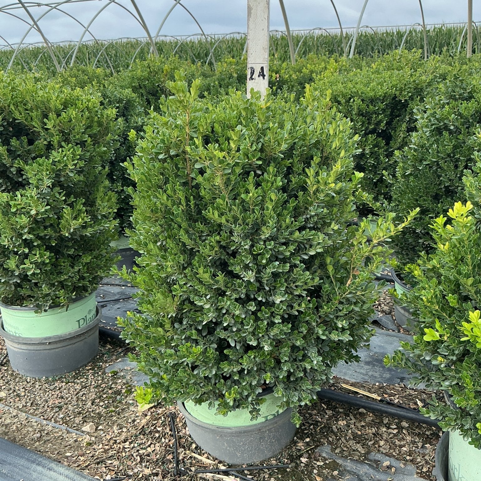 Cranberry Creek Boxwood shrub in a nursery container showing dense, dark green foliage in a rounded upright form.