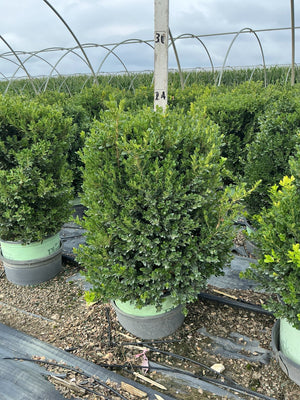 Cranberry Creek Boxwood shrub in a nursery container showing dense, dark green foliage in a rounded upright form.