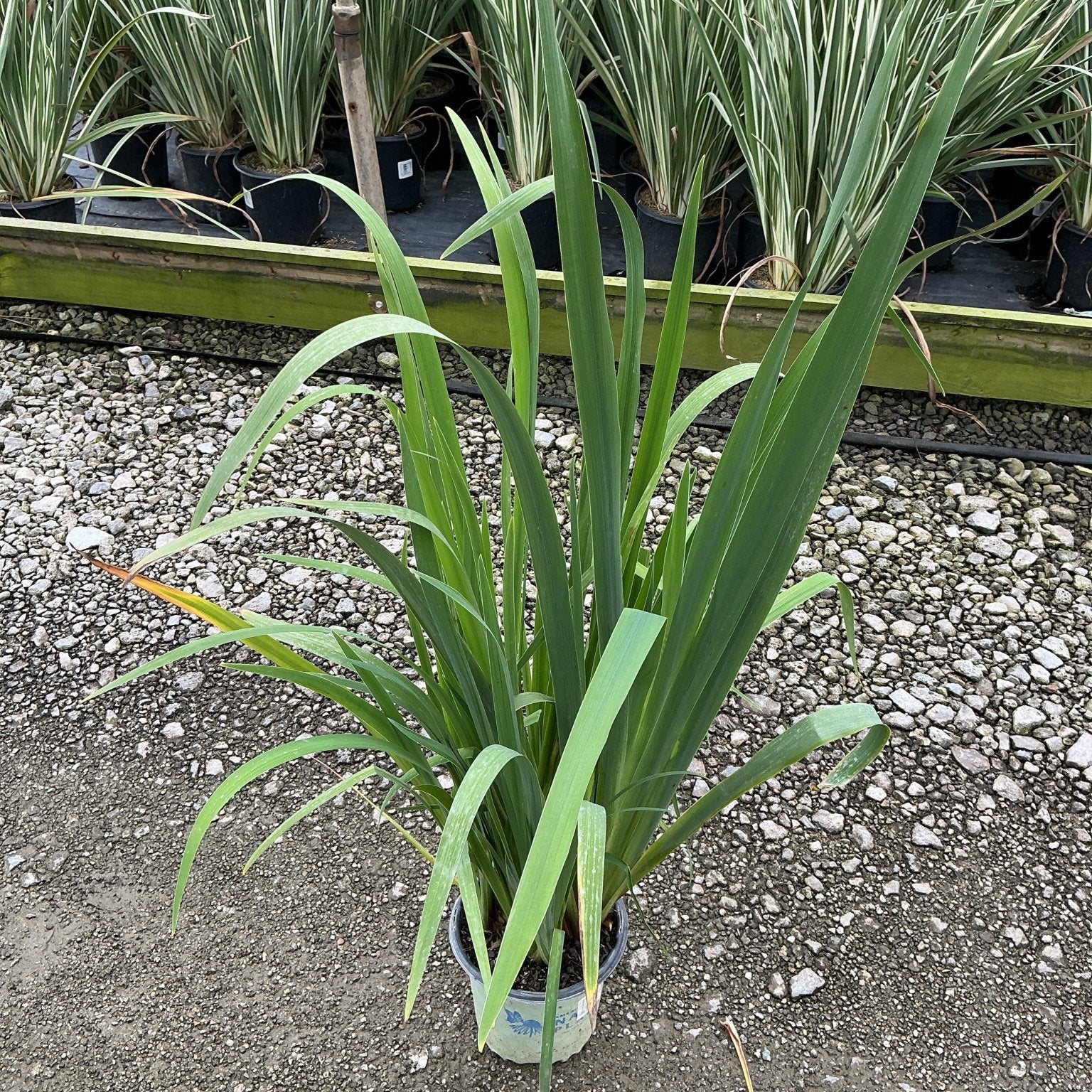 Iris versicolor Water Iris growing in a #1 container, showing upright green sword-like foliage at a nursery.