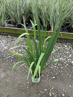 Iris versicolor Water Iris growing in a #1 container, showing upright green sword-like foliage at a nursery.