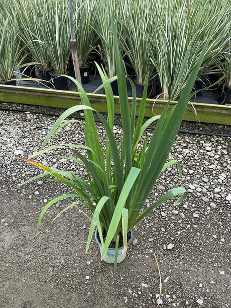 Iris versicolor Water Iris growing in a #1 container, showing upright green sword-like foliage at a nursery.