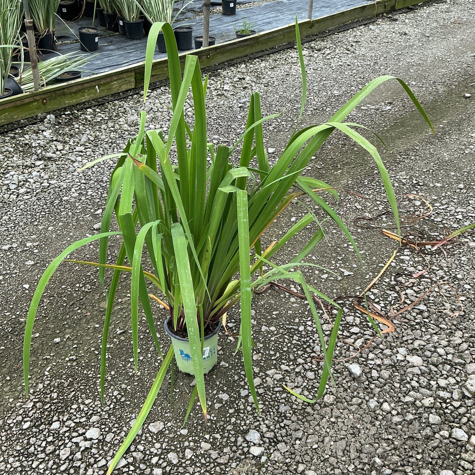 Iris versicolor Purple Flame in a #1 container showing lush green sword-like foliage at a nursery.