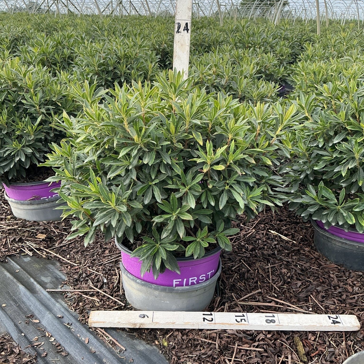 Electric Lights Red Azalea in a #3 container at a nursery greenhouse, showing dense dark green foliage on a compact shrub.