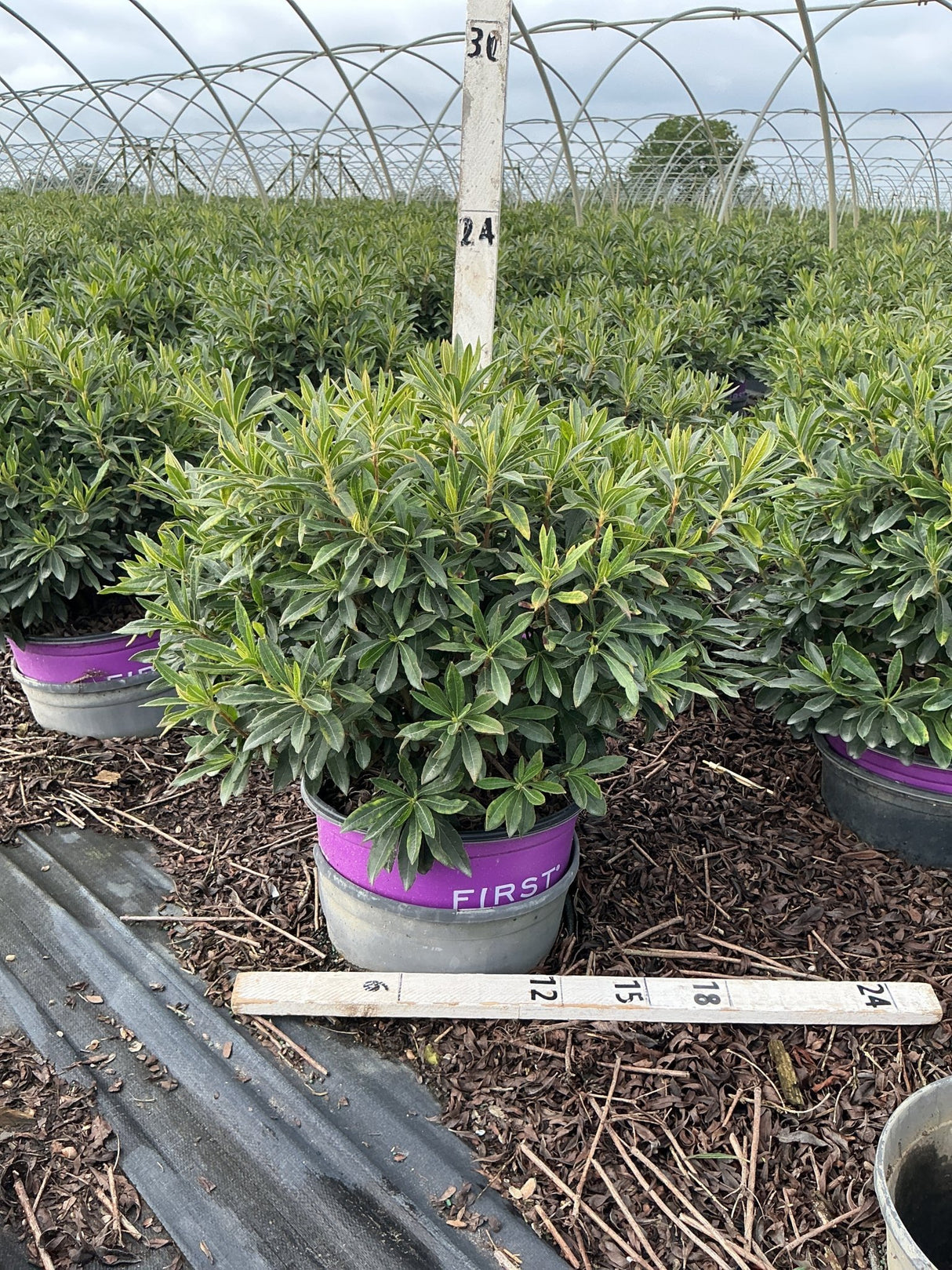 Electric Lights Red Azalea in a #3 container at a nursery greenhouse, showing dense dark green foliage on a compact shrub.