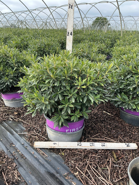 Electric Lights Red Azalea in a #3 container at a nursery greenhouse, showing dense dark green foliage on a compact shrub.