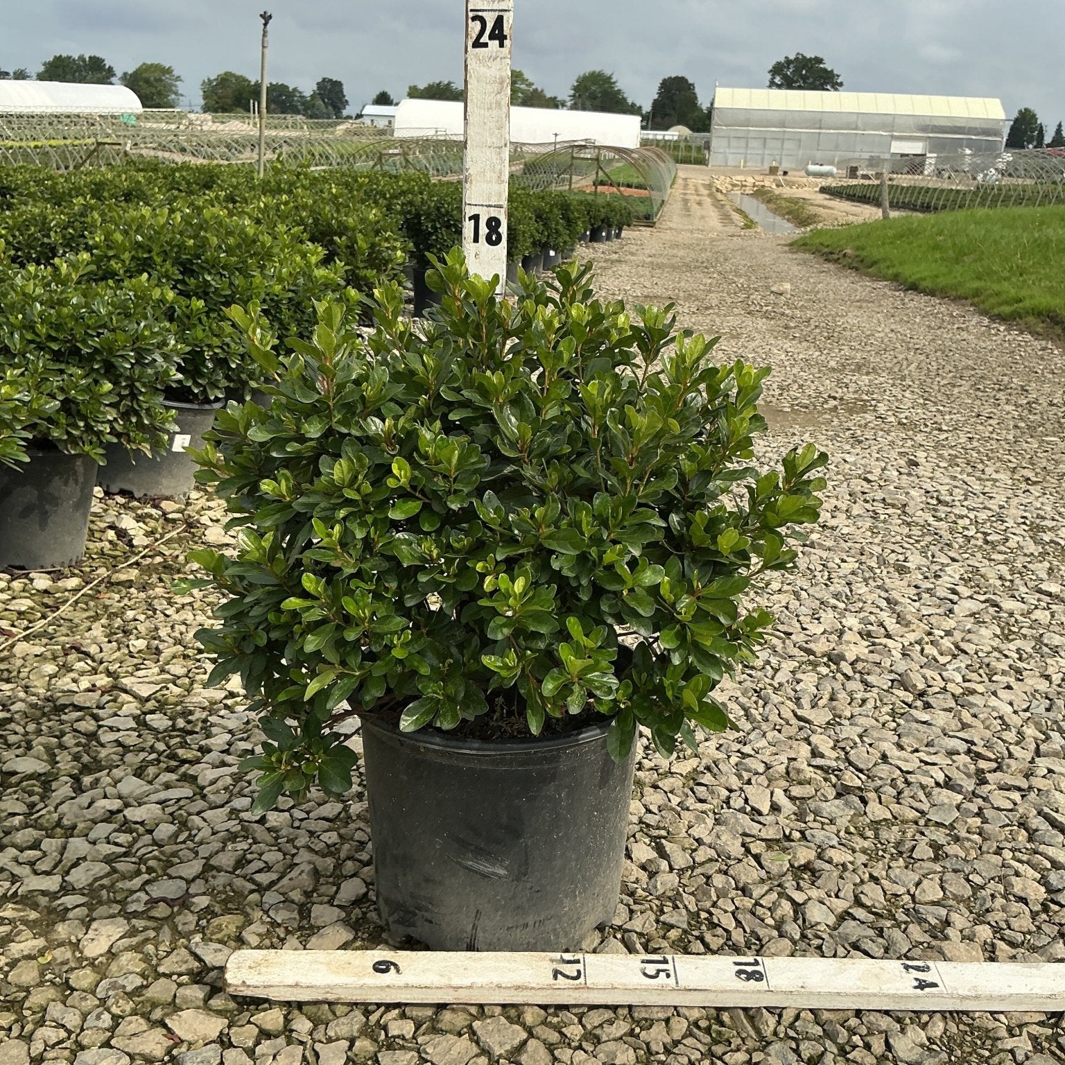 Girard's Crimson Azalea shrub in a #3 container with dense dark green foliage at a nursery growing field.