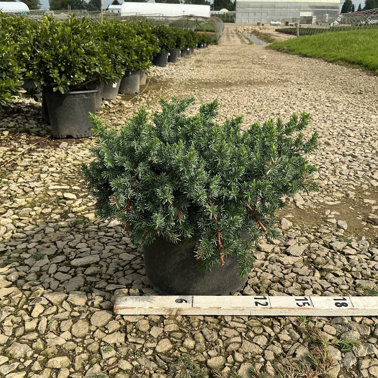Blue Pacific Juniper in a #3 container at a nursery, showing its dense, spreading blue-green foliage next to a measuring stick.