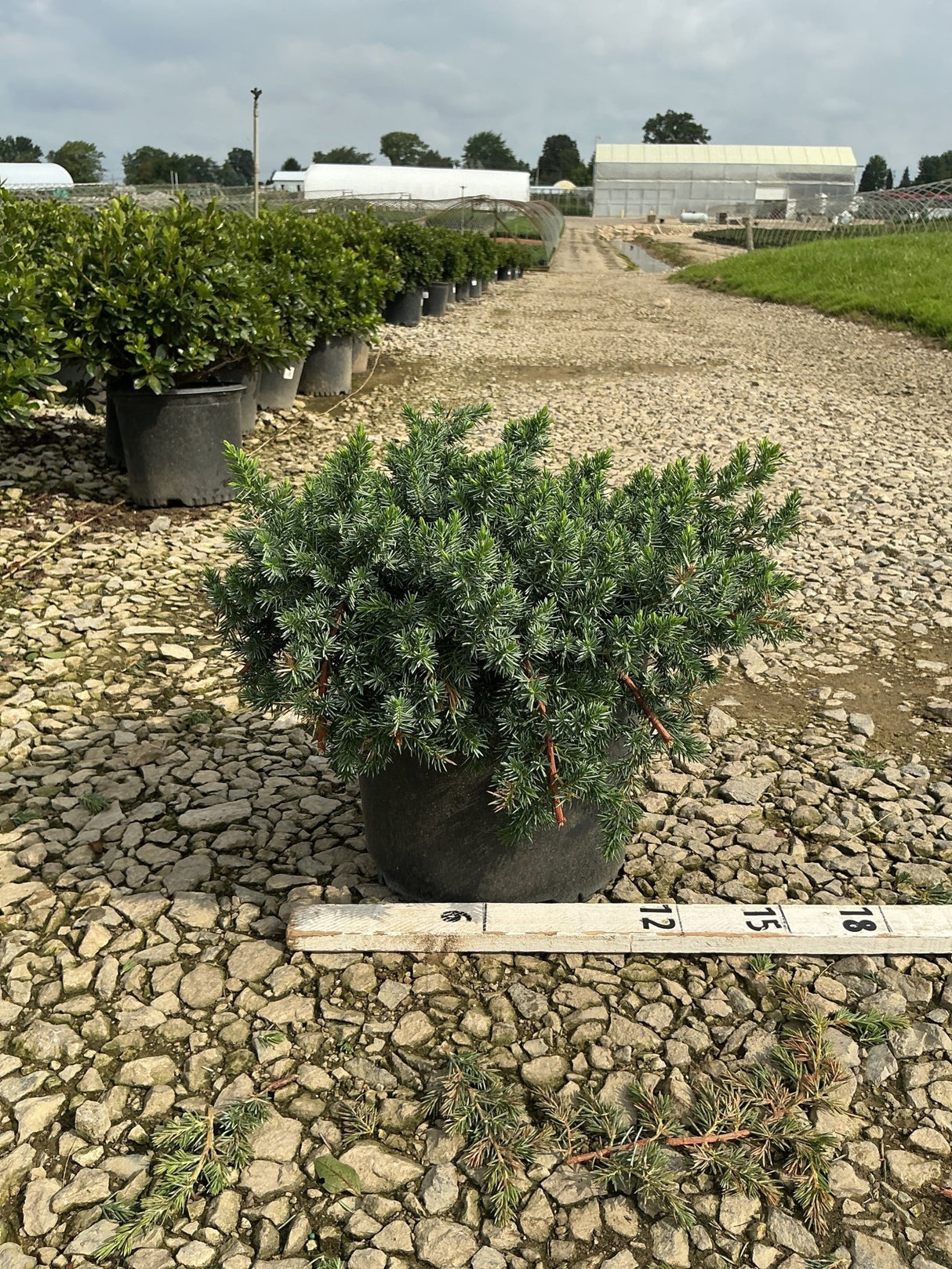 Blue Pacific Juniper in a #3 container at a nursery, showing its dense, spreading blue-green foliage next to a measuring stick.
