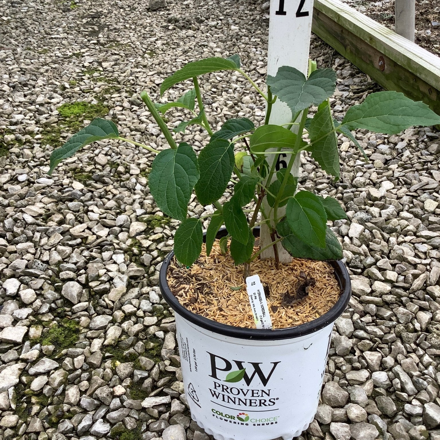 Incrediball Hydrangea shrub in a Proven Winners #1 container displayed on a gravel nursery bed.