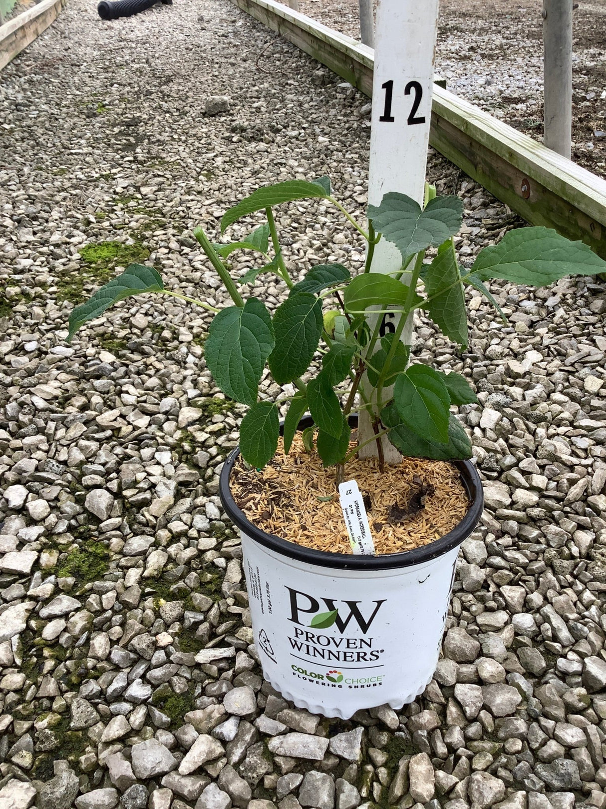 Incrediball Hydrangea shrub in a Proven Winners #1 container displayed on a gravel nursery bed.