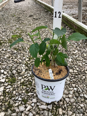Incrediball Hydrangea shrub in a Proven Winners #1 container displayed on a gravel nursery bed.