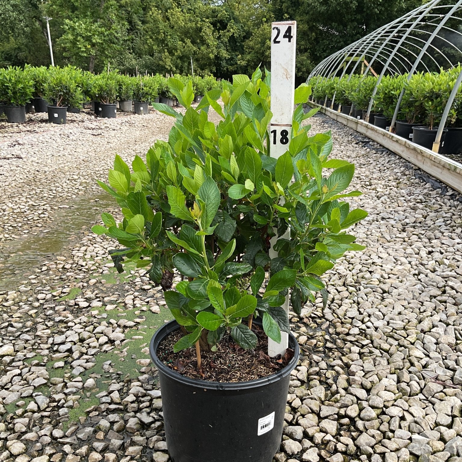 Sixteen Candles Summersweet shrub in a #3 black nursery container, showing dense green foliage at a garden center.