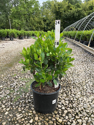 Sixteen Candles Summersweet shrub in a #3 black nursery container, showing dense green foliage at a garden center.