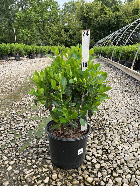 Sixteen Candles Summersweet shrub in a #3 black nursery container, showing dense green foliage at a garden center.