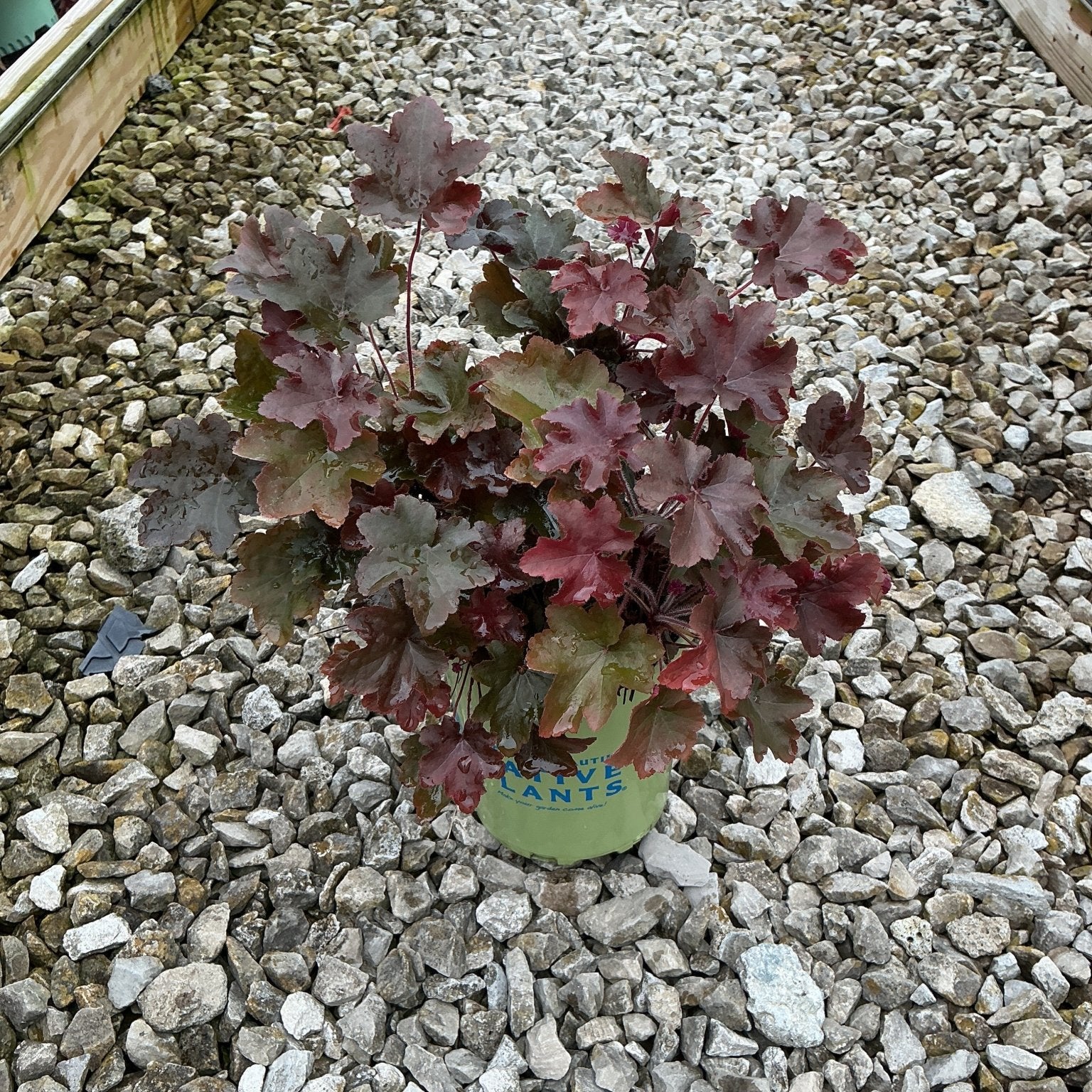 Bronze Wave Coral Bells in a nursery container displaying dark burgundy and bronze lobed foliage on a gravel bed.