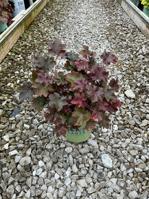 Bronze Wave Coral Bells in a nursery container displaying dark burgundy and bronze lobed foliage on a gravel bed.