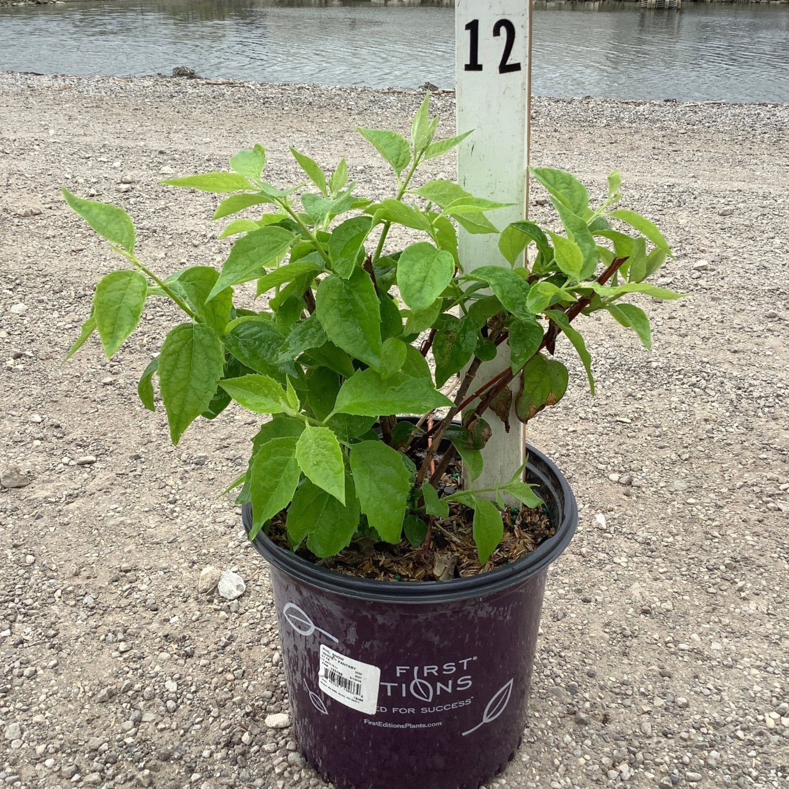 Snow White Mock Orange Philadelphus Snowwhite Fantasy in a #1 container showing lush green foliage on a gravel nursery yard.