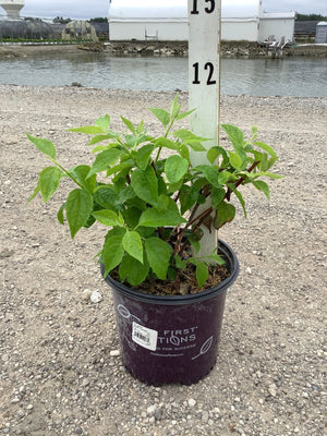 Snow White Mock Orange Philadelphus Snowwhite Fantasy in a #1 container showing lush green foliage on a gravel nursery yard.