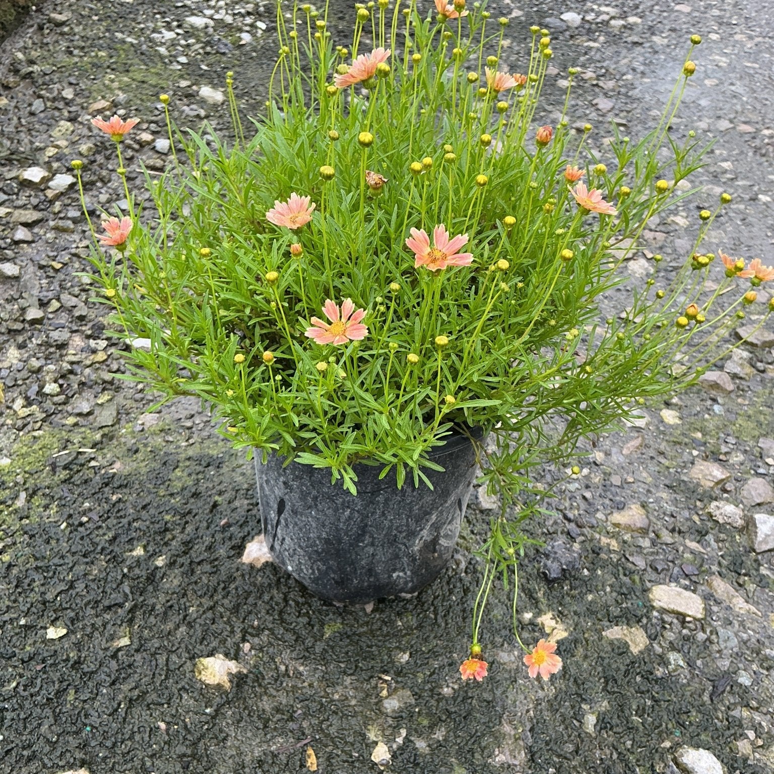Creme Caramel Coreopsis in a #1 container with salmon-pink daisy-like blooms and fine green foliage on a gravel surface.