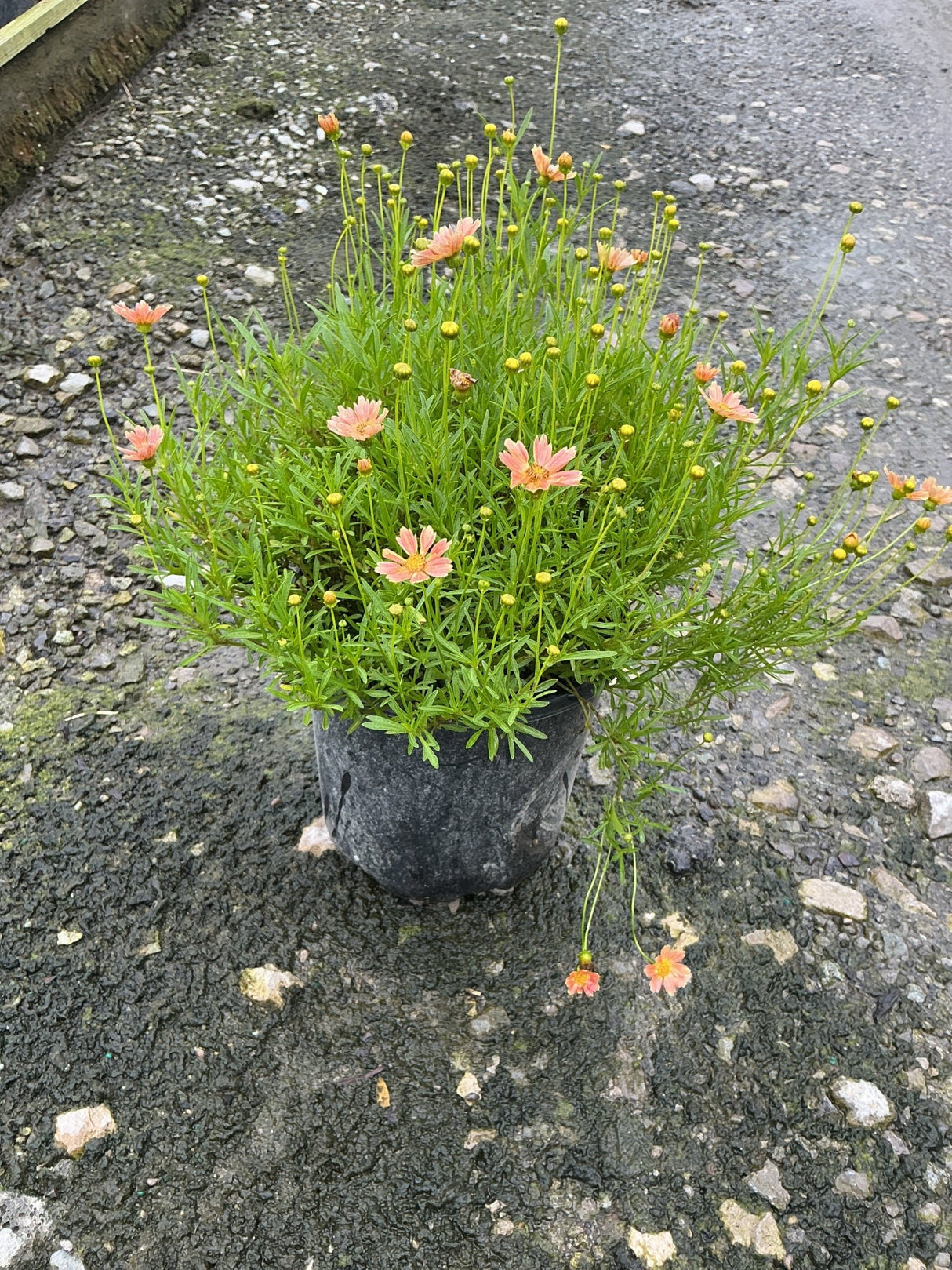 Creme Caramel Coreopsis in a #1 container with salmon-pink daisy-like blooms and fine green foliage on a gravel surface.