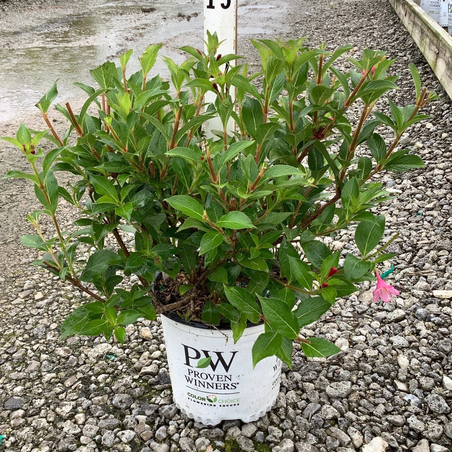 Sonic Bloom Pink Weigela shrub in a Proven Winners container displayed on gravel at a nursery.