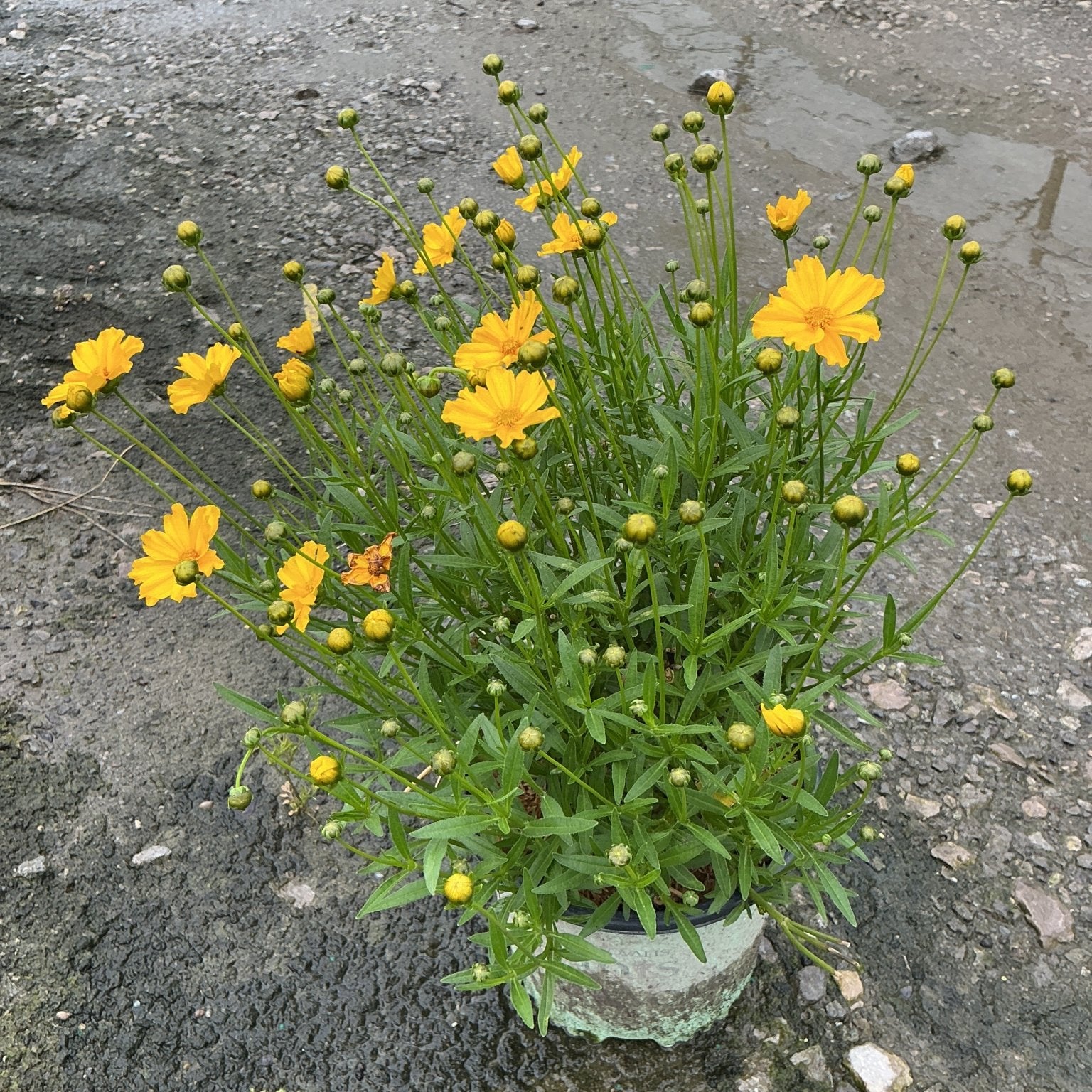 Li'l Bang Goldilocks Coreopsis in a nursery container displaying bright golden-orange blooms and numerous buds on slender stems.