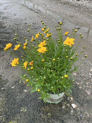 Li'l Bang Goldilocks Coreopsis in a nursery container displaying bright golden-orange blooms and numerous buds on slender stems.