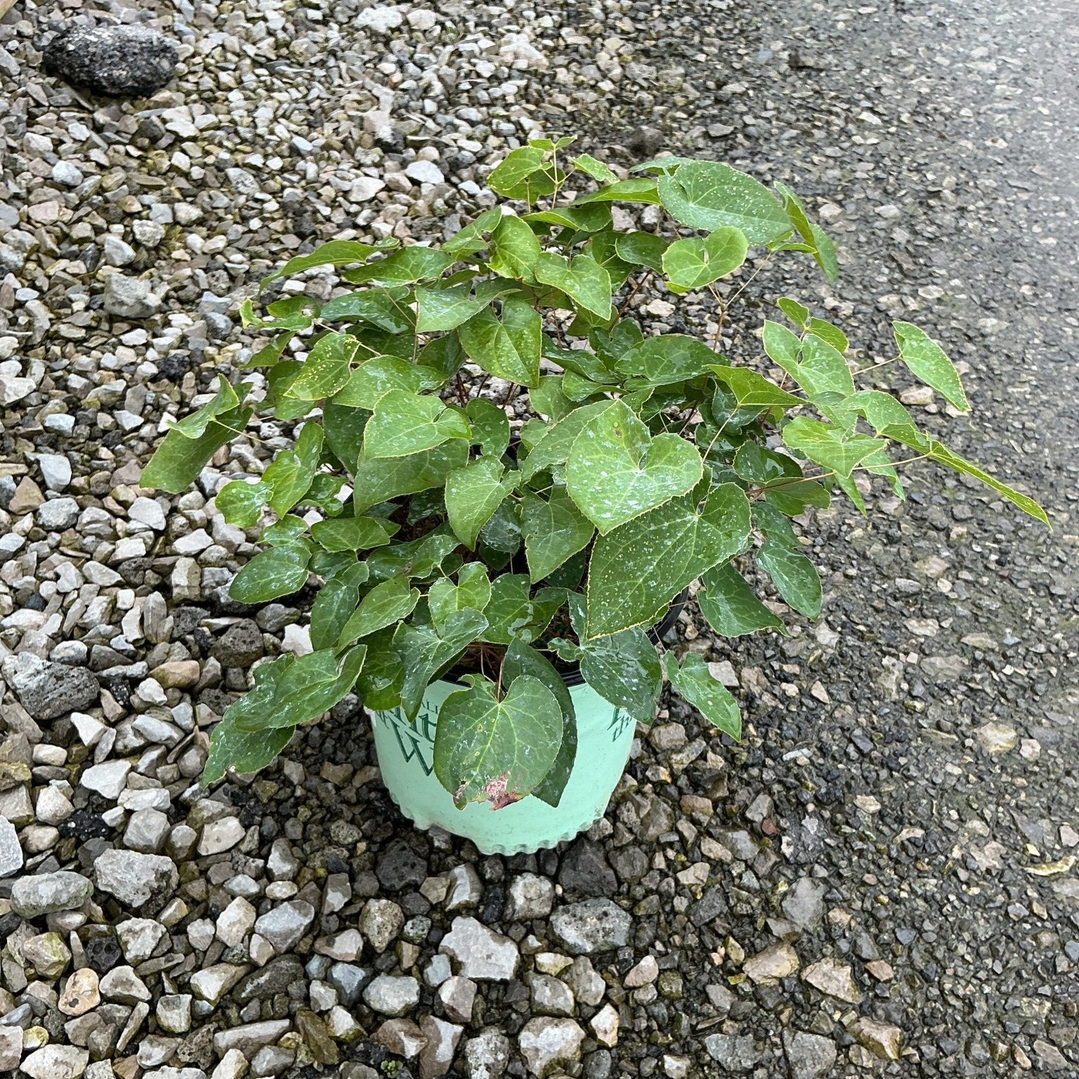Epimedium x perralchicum 'Frohnleiten' barrenwort growing in a mint green container on a gravel surface.