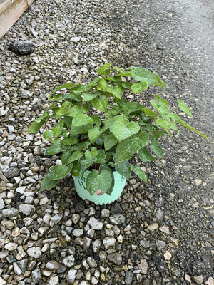 Epimedium x perralchicum 'Frohnleiten' barrenwort growing in a mint green container on a gravel surface.