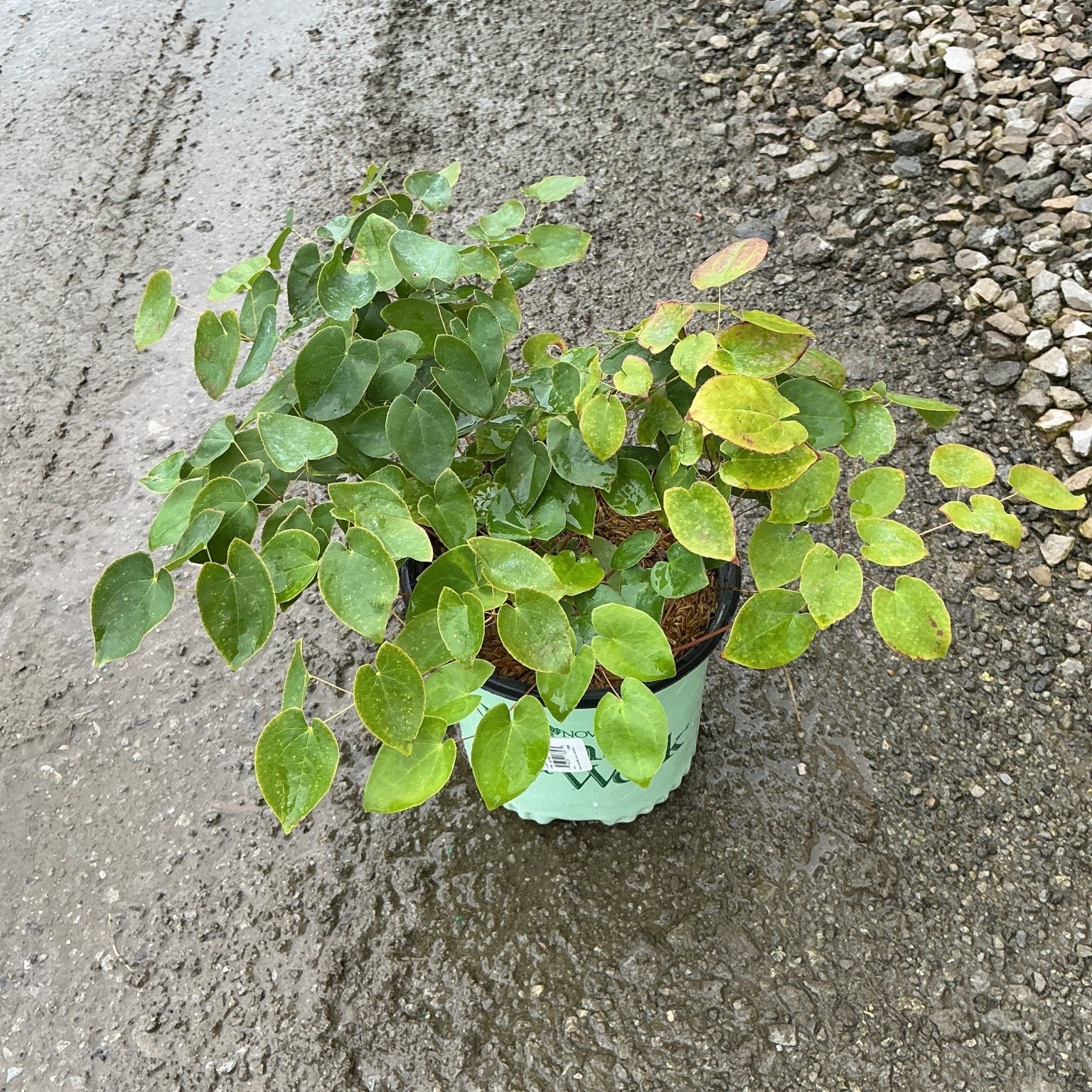Bicolor Barrenwort Epimedium x versicolor Sulphureum in a nursery container showing lush green and yellow-green foliage.