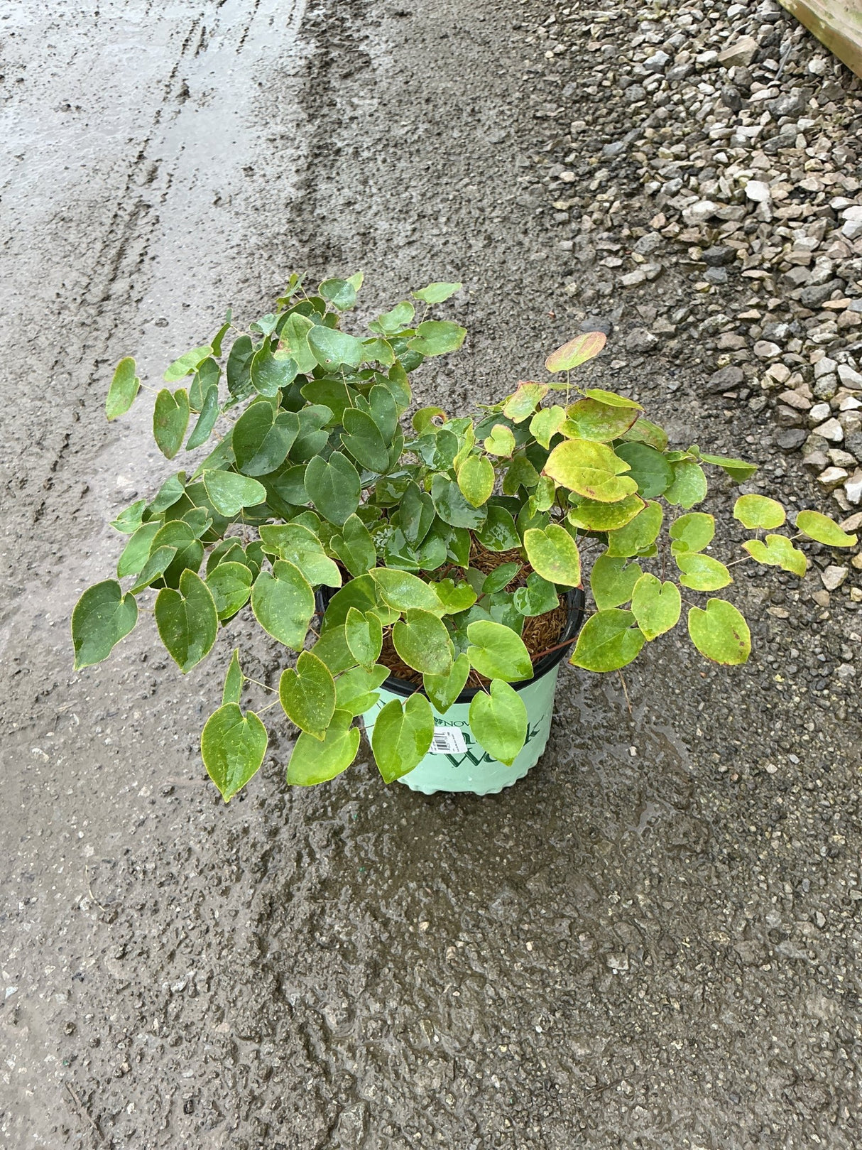 Bicolor Barrenwort Epimedium x versicolor Sulphureum in a nursery container showing lush green and yellow-green foliage.