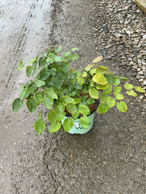 Bicolor Barrenwort Epimedium x versicolor Sulphureum in a nursery container showing lush green and yellow-green foliage.