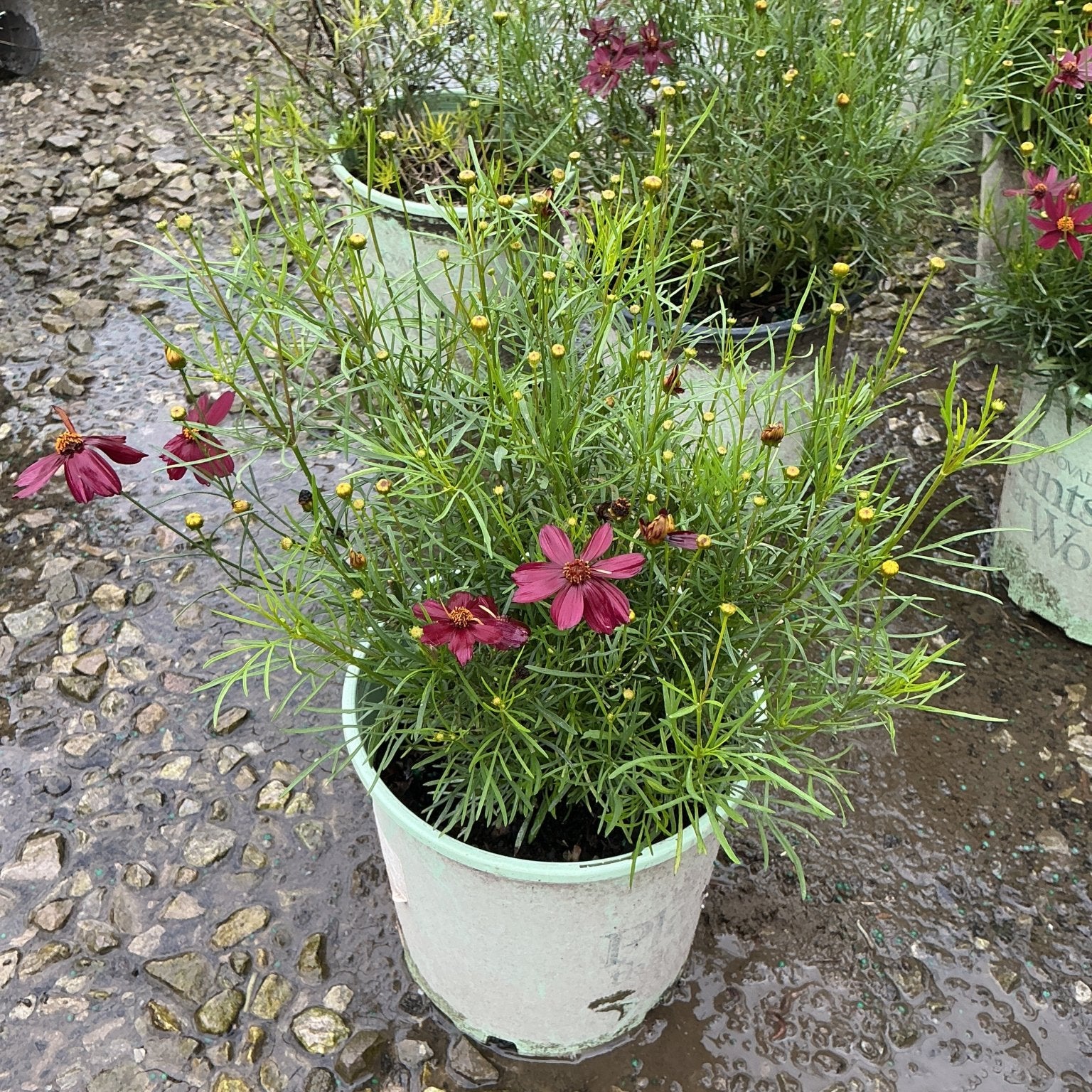 Red Satin Coreopsis growing in a nursery container with deep crimson blooms and fine threadlike foliage on a rainy day.