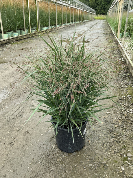 Dream Catcher Smoky Rose Switch Grass in a #3 container showing airy pink blooms and blue-green foliage at a nursery.