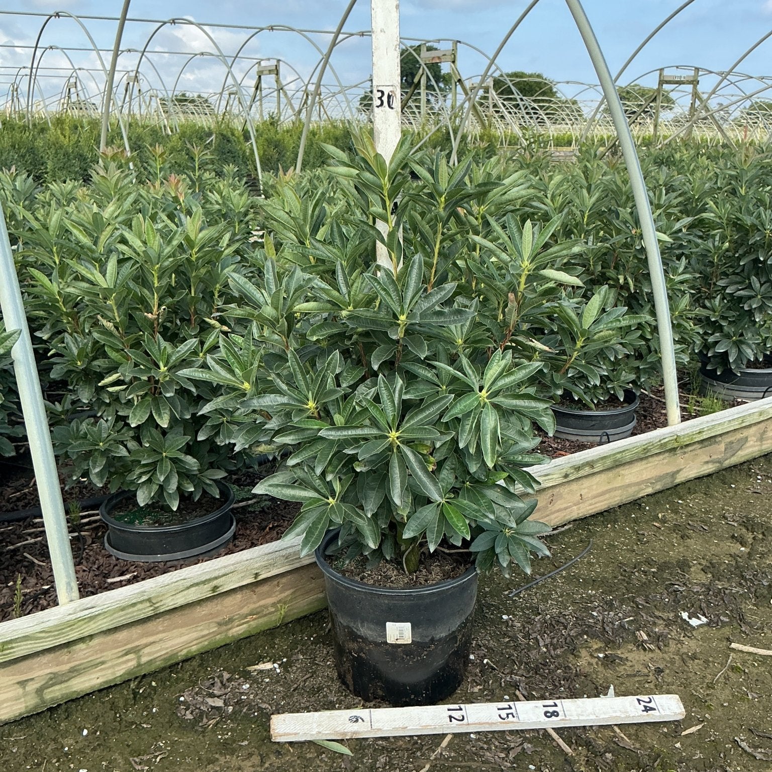 Rhododendron Fireball Exbury Azalea shrub growing in a #3 black nursery container at a greenhouse plant nursery.