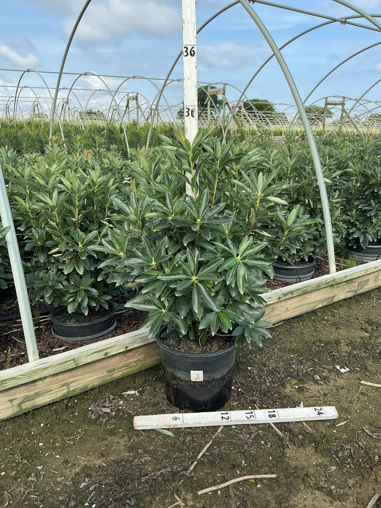 Rhododendron Fireball Exbury Azalea shrub growing in a #3 black nursery container at a greenhouse plant nursery.