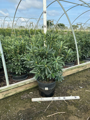 Rhododendron Fireball Exbury Azalea shrub growing in a #3 black nursery container at a greenhouse plant nursery.