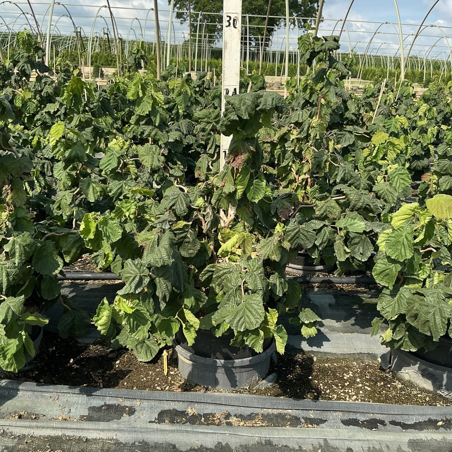 Harry Lauder's Walking Stick shrubs in #3 containers growing in a nursery hoop house, showing dense green foliage.