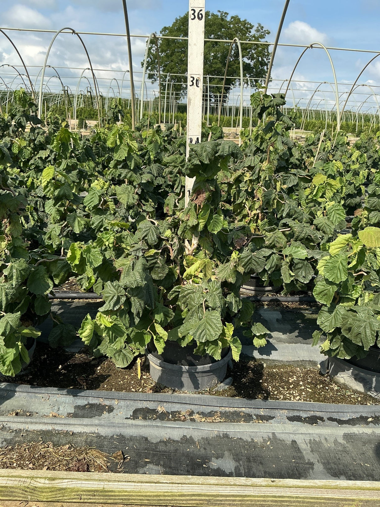 Harry Lauder's Walking Stick shrubs in #3 containers growing in a nursery hoop house, showing dense green foliage.