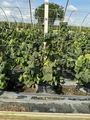 Harry Lauder's Walking Stick shrubs in #3 containers growing in a nursery hoop house, showing dense green foliage.