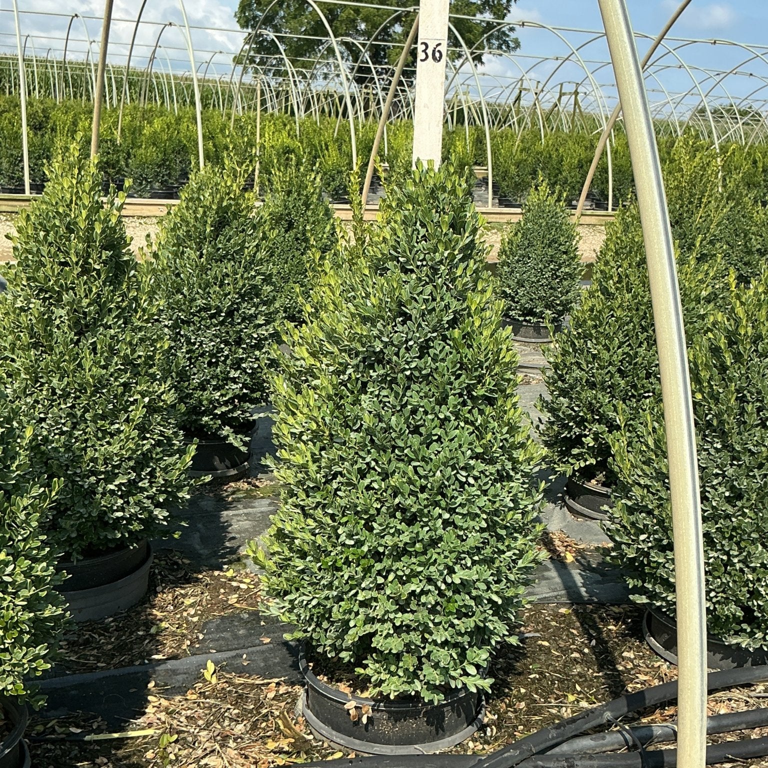 Green Mountain Boxwood pyramid topiaries in black nursery containers growing under hoop house structures at a plant nursery.
