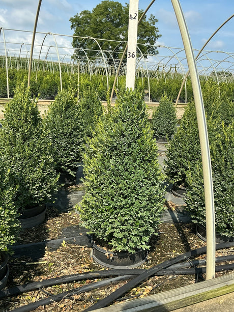 Green Mountain Boxwood pyramid topiaries in black nursery containers growing under hoop house structures at a plant nursery.