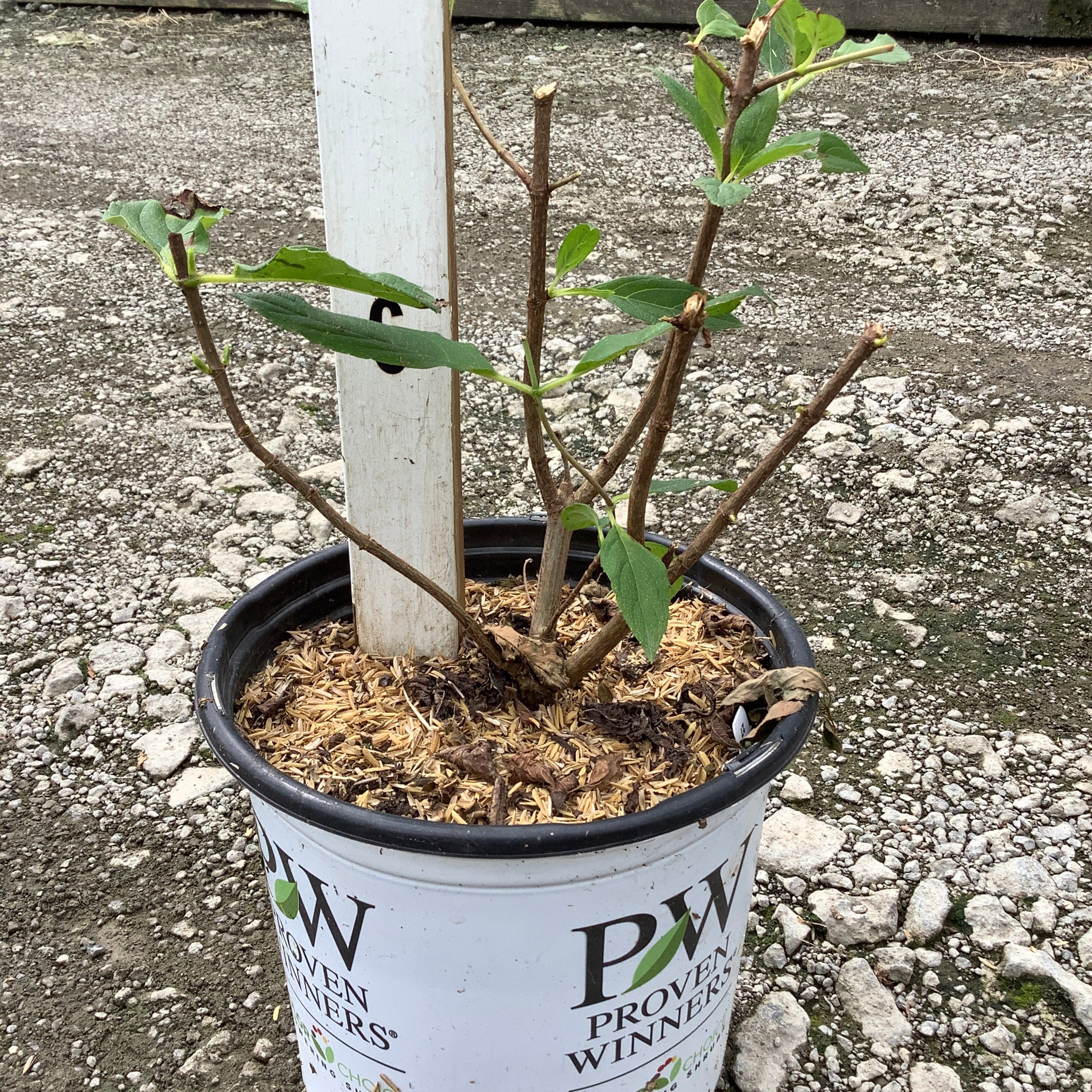 Limelight Panicle Hydrangea in a Proven Winners #1 container showing early leafing stems and woody branching structure.
