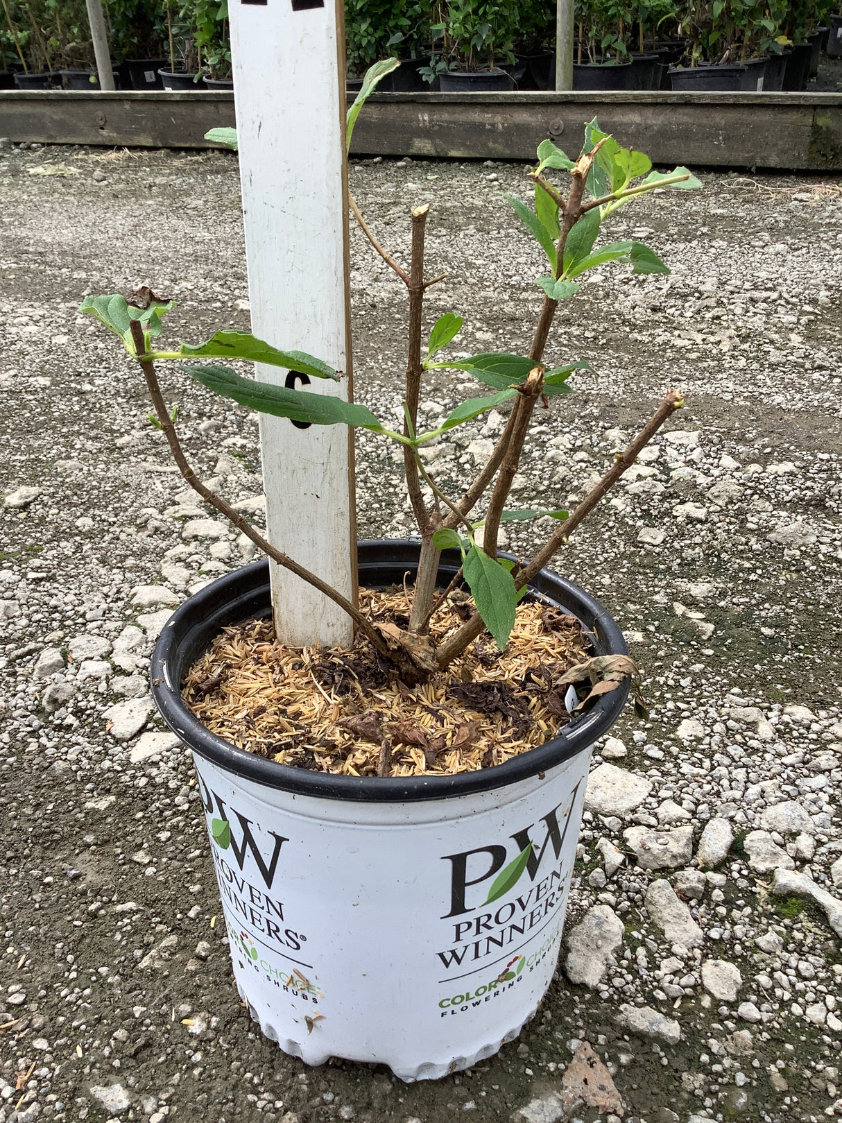 Limelight Panicle Hydrangea in a Proven Winners #1 container showing early leafing stems and woody branching structure.