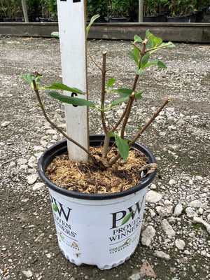 Limelight Panicle Hydrangea in a Proven Winners #1 container showing early leafing stems and woody branching structure.
