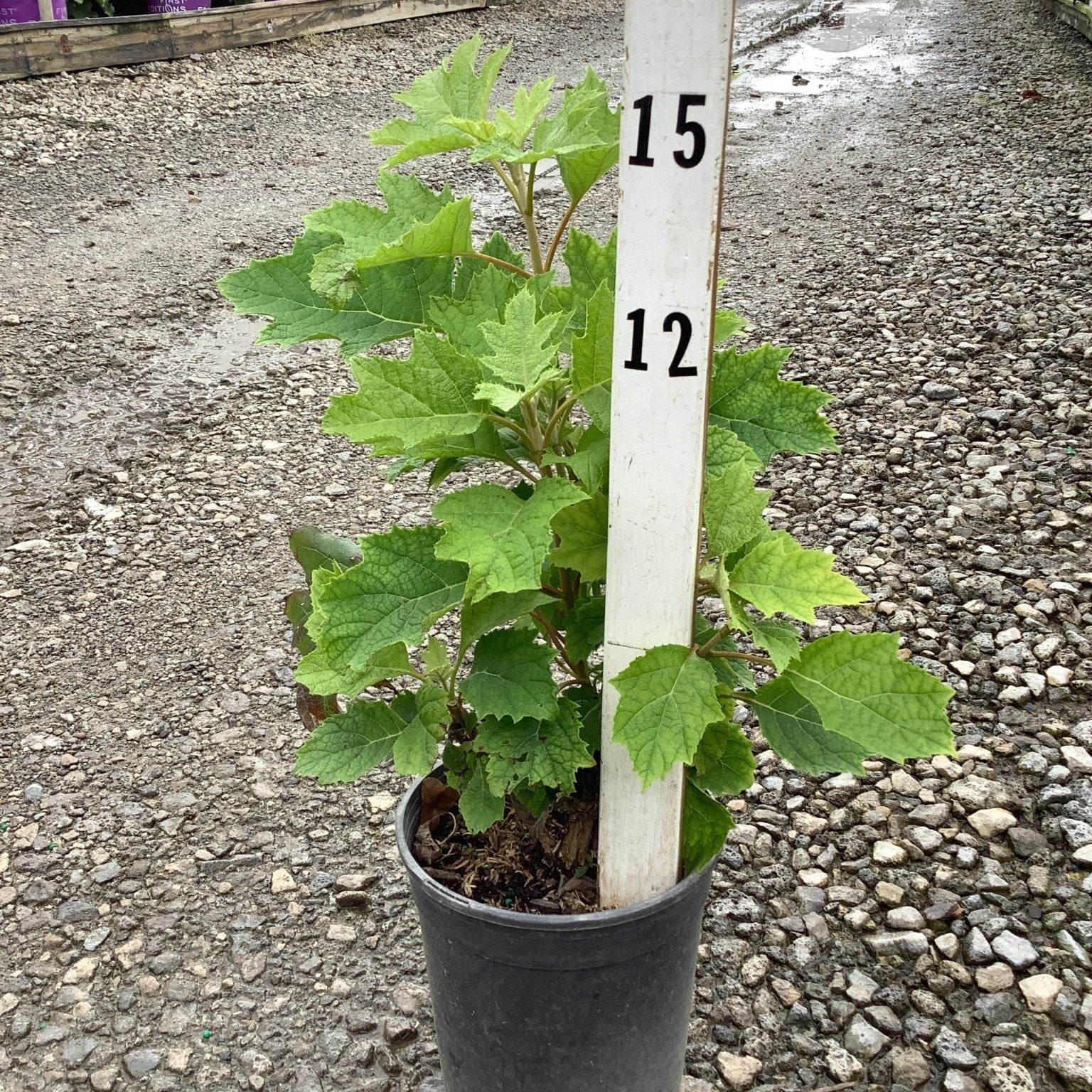 Ruby Slippers Oakleaf Hydrangea in a #1 container shown against a nursery measurement stake, displaying lush green oak-shaped foliage.