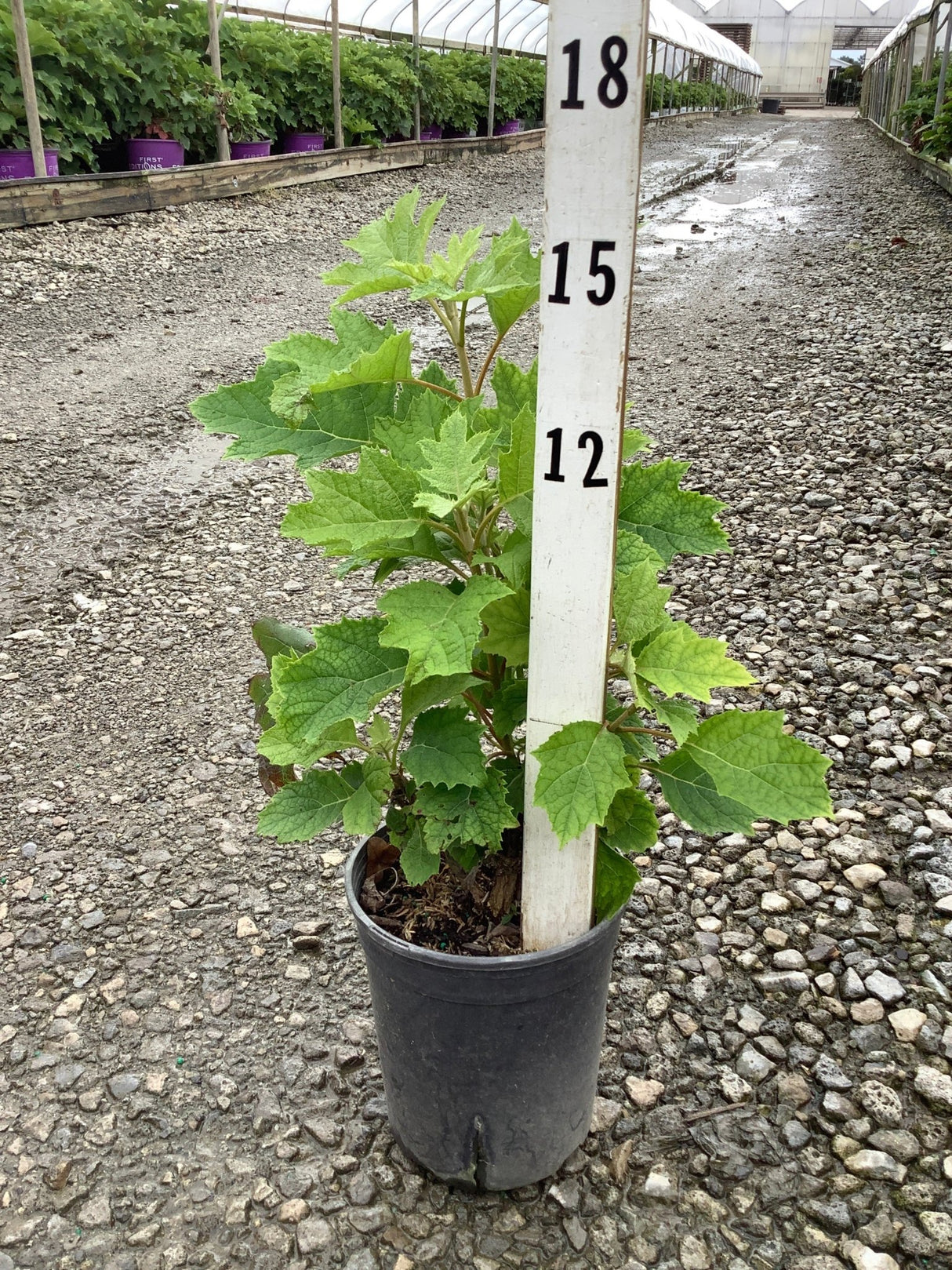 Ruby Slippers Oakleaf Hydrangea in a #1 container shown against a nursery measurement stake, displaying lush green oak-shaped foliage.